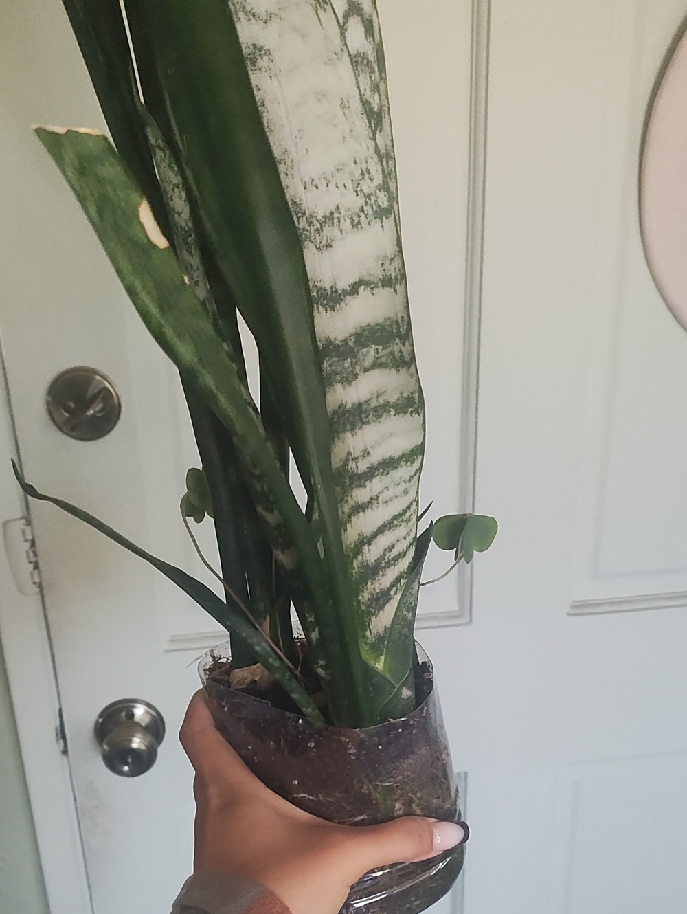 Sansevieria Plant 🌱